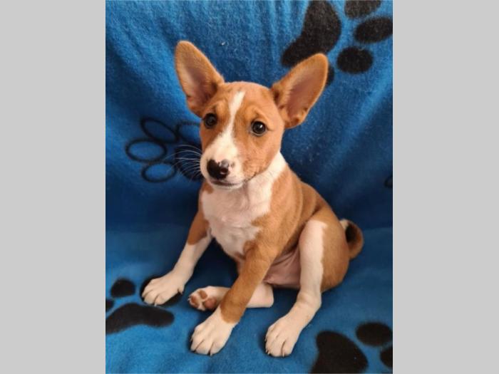basenji top štenci besplatni mali oglasi