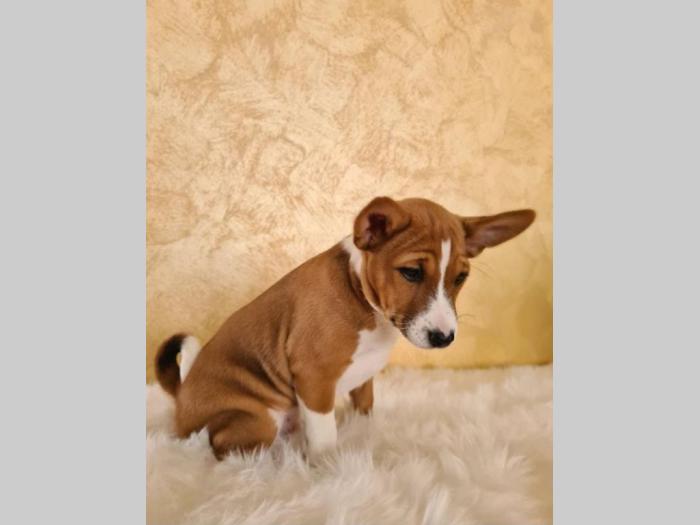 basenji top štenci besplatni mali oglasi