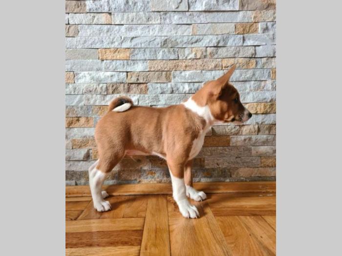 basenji top štenci besplatni mali oglasi