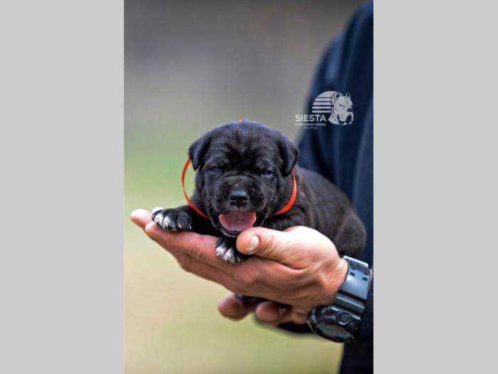cane corso vrhunski štenci besplatni mali oglasi