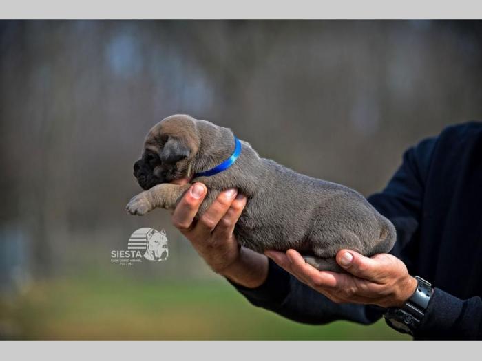 cane corso vrhunski štenci besplatni mali oglasi