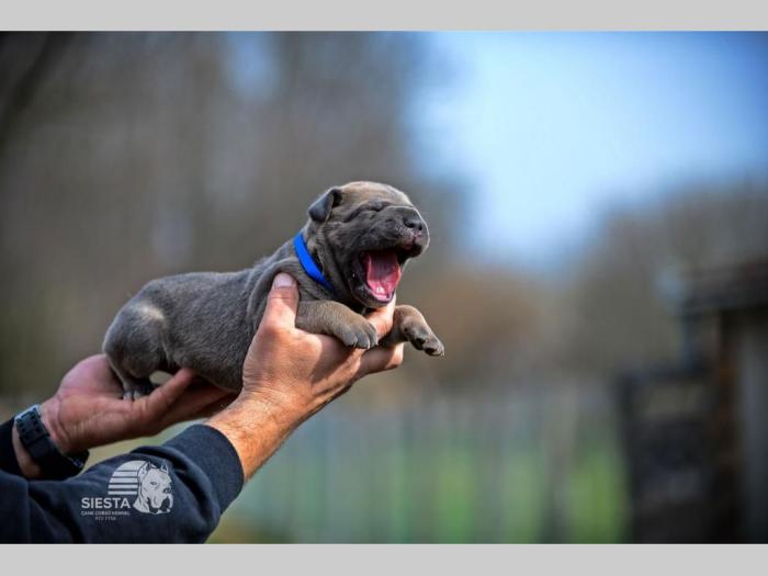 cane corso vrhunski štenci besplatni mali oglasi