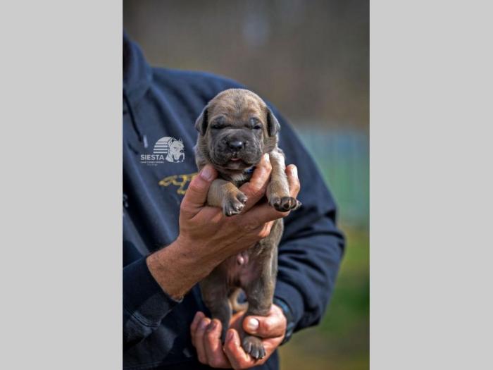 cane corso vrhunski štenci besplatni mali oglasi