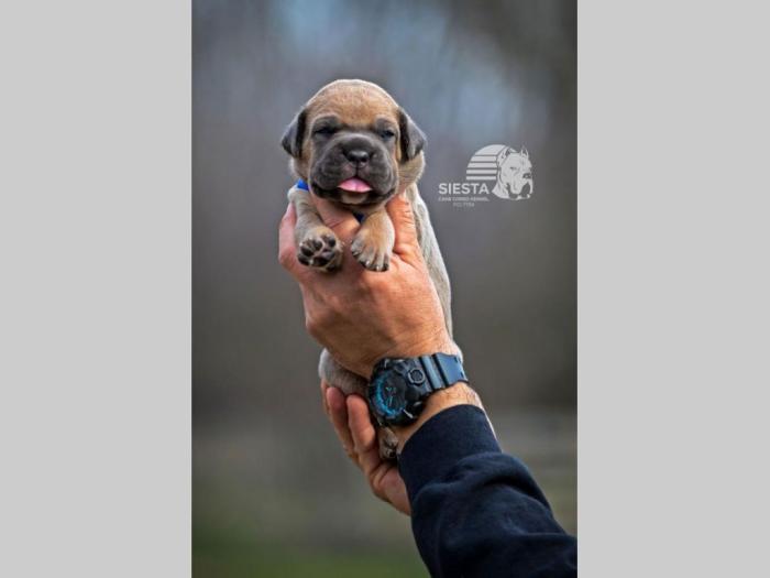cane corso vrhunski štenci besplatni mali oglasi