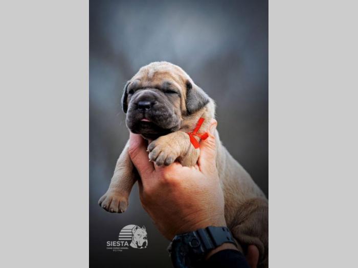 cane corso vrhunski štenci besplatni mali oglasi