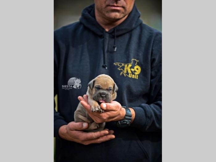 cane corso vrhunski štenci besplatni mali oglasi