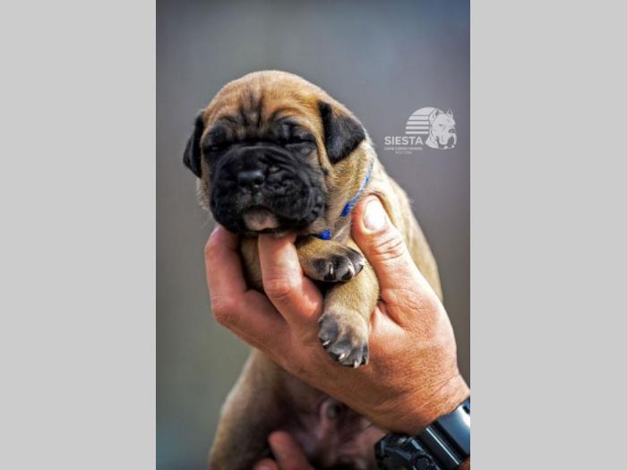 cane corso vrhunski štenci besplatni mali oglasi