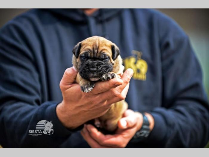 cane corso vrhunski štenci besplatni mali oglasi