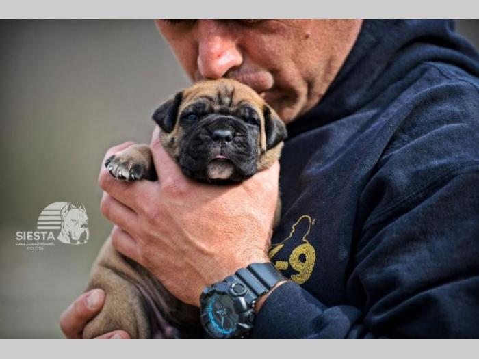 cane corso vrhunski štenci besplatni mali oglasi