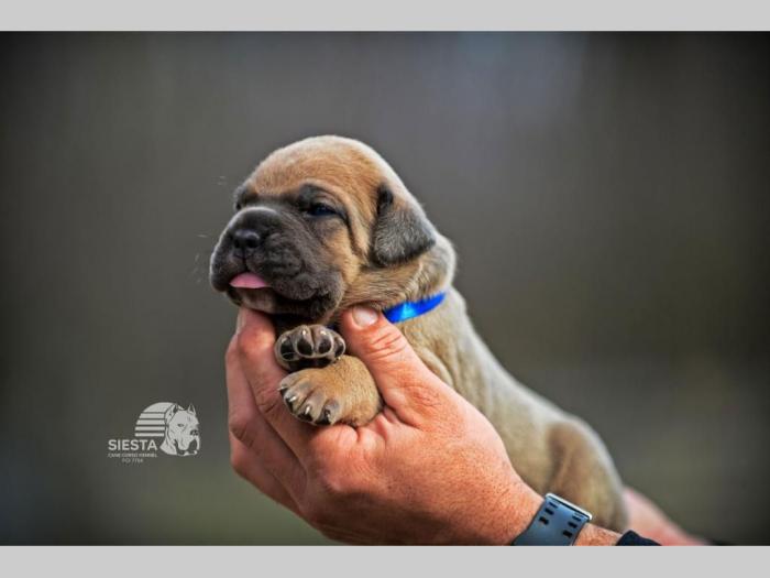 cane corso vrhunski štenci besplatni mali oglasi