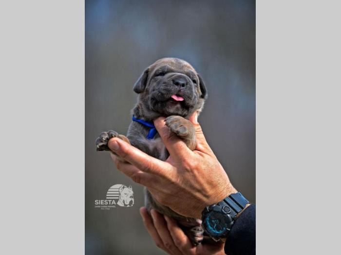 cane corso vrhunski štenci besplatni mali oglasi