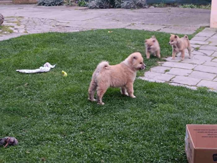 štenci japanske akite (akita inu) besplatni mali oglasi