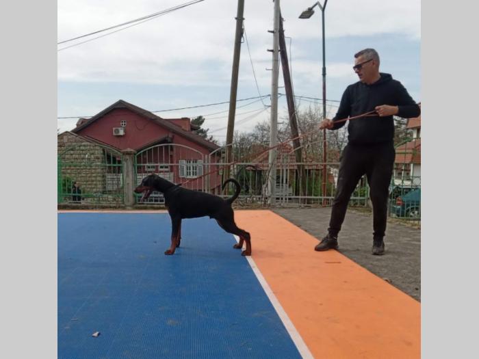 doberman štenci besplatni mali oglasi