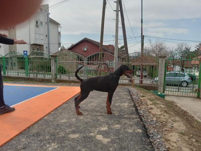 doberman štenci besplatni mali oglasi