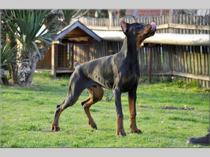 doberman štenci besplatni mali oglasi