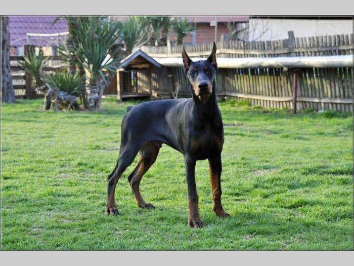 doberman štenci besplatni mali oglasi