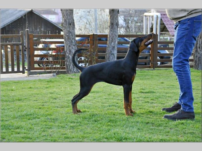doberman štenci besplatni mali oglasi