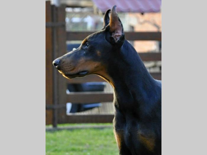 doberman štenci besplatni mali oglasi