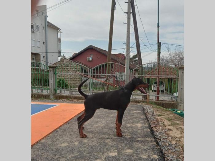 doberman štenci besplatni mali oglasi