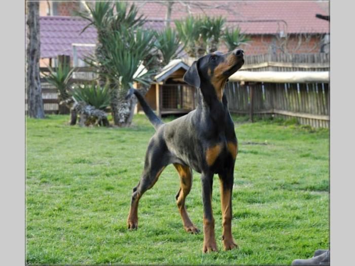 doberman štenci besplatni mali oglasi