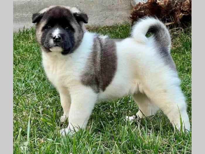 američka akita top štenci besplatni mali oglasi