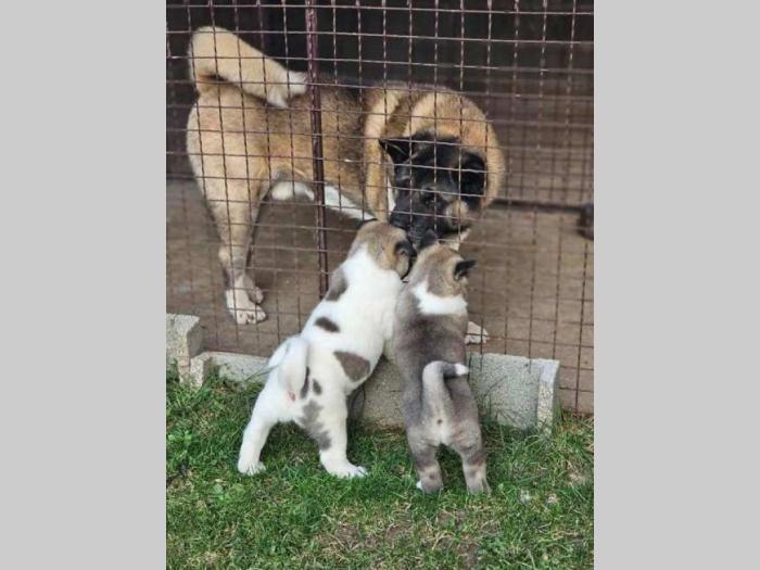 američka akita top štenci besplatni mali oglasi