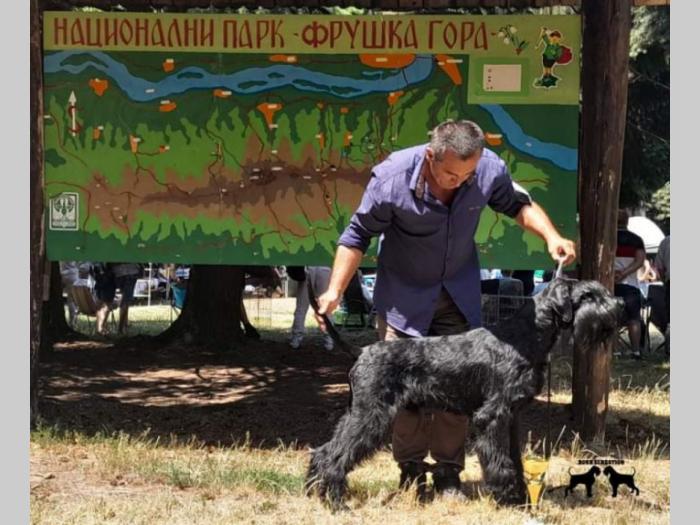 veliki šnaucer štene besplatni mali oglasi