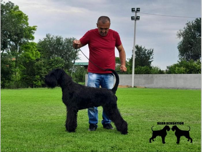 veliki šnaucer štene besplatni mali oglasi