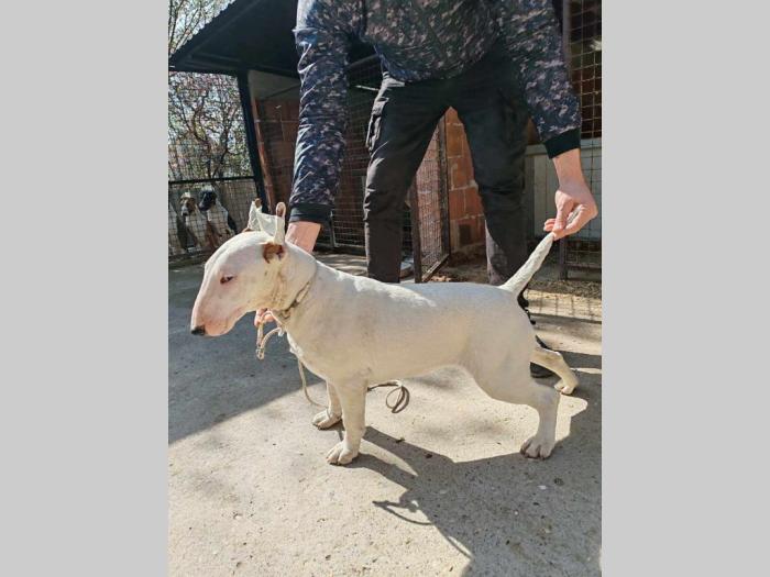 bul terijer prelepi štenci besplatni mali oglasi