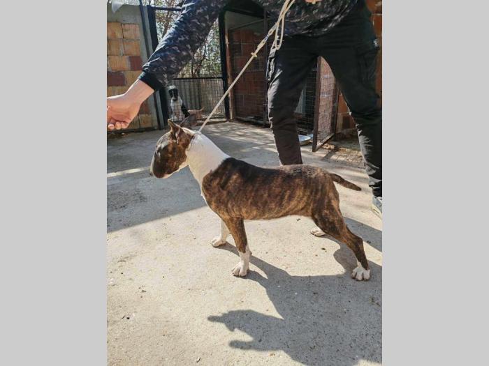 bul terijer prelepi štenci besplatni mali oglasi