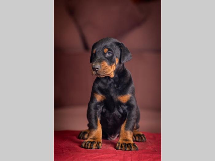 doberman prelepi štenci besplatni mali oglasi