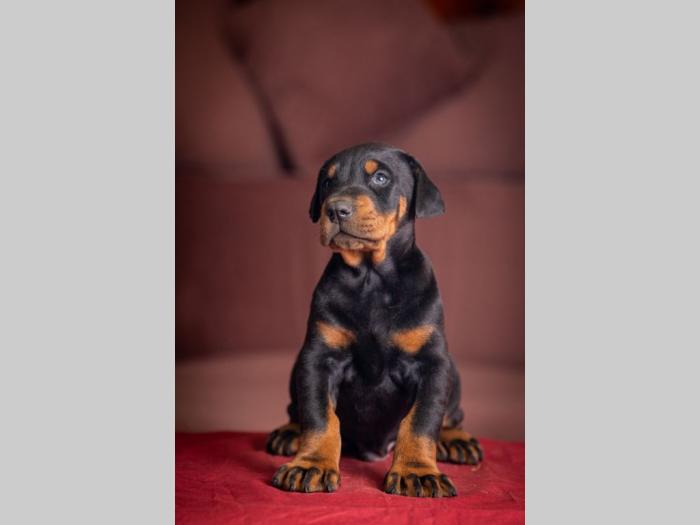 doberman prelepi štenci besplatni mali oglasi