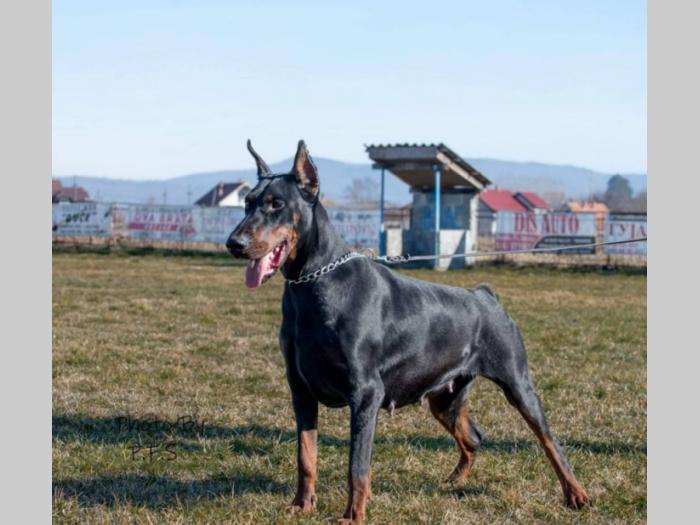 doberman prelepi štenci besplatni mali oglasi