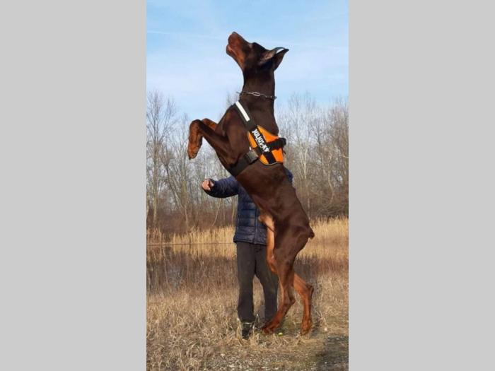 doberman prelepi štenci besplatni mali oglasi