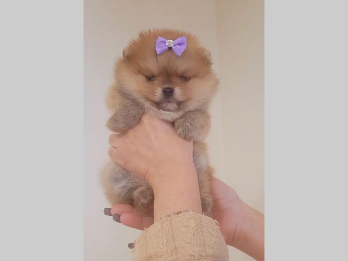 pomeranac boo štenci besplatni mali oglasi