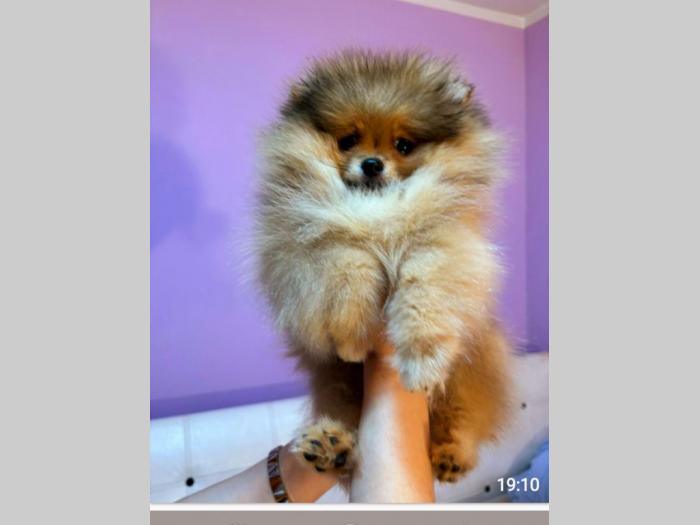 pomeranac boo štenci besplatni mali oglasi