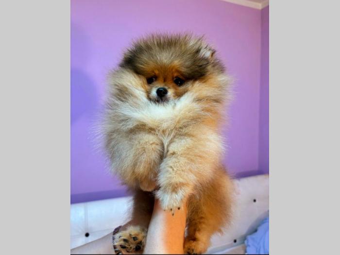 pomeranac boo štenci besplatni mali oglasi