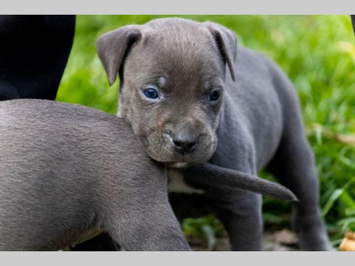 pit bul terijer štenci besplatni mali oglasi