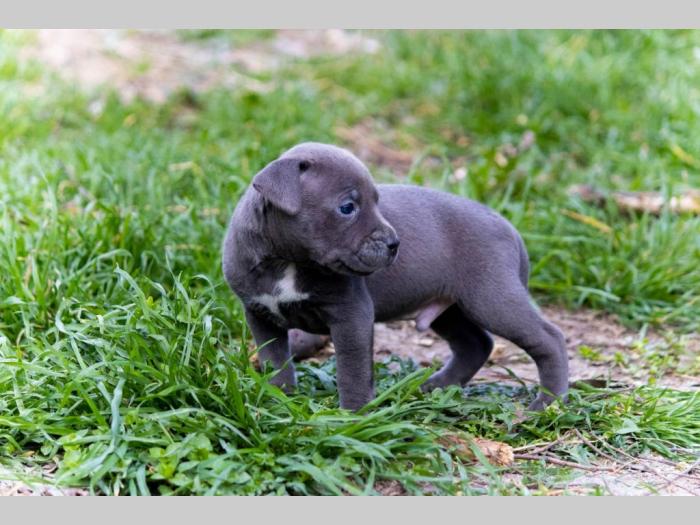 pit bul terijer štenci besplatni mali oglasi