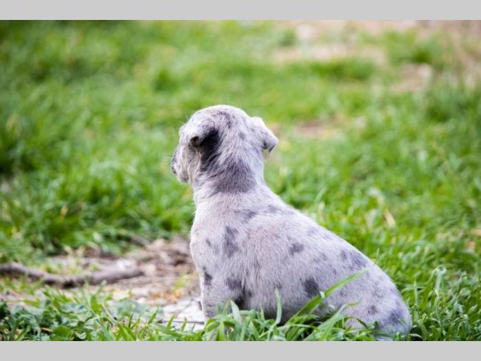pit bul terijer štenci besplatni mali oglasi