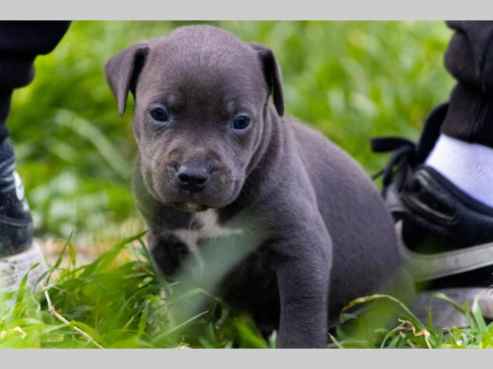 pit bul terijer štenci besplatni mali oglasi