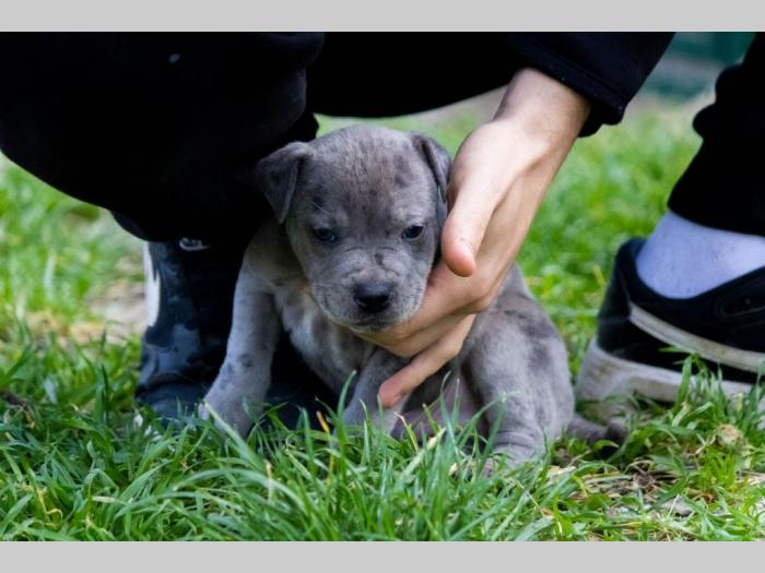 pit bul terijer štenci besplatni mali oglasi