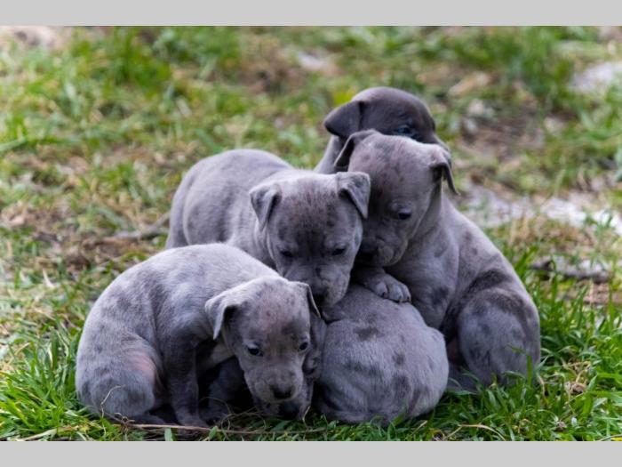 pit bul terijer štenci besplatni mali oglasi
