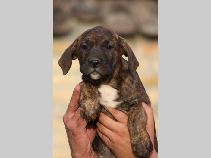 presa canario štenci besplatni mali oglasi