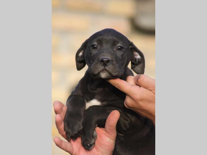 presa canario štenci besplatni mali oglasi