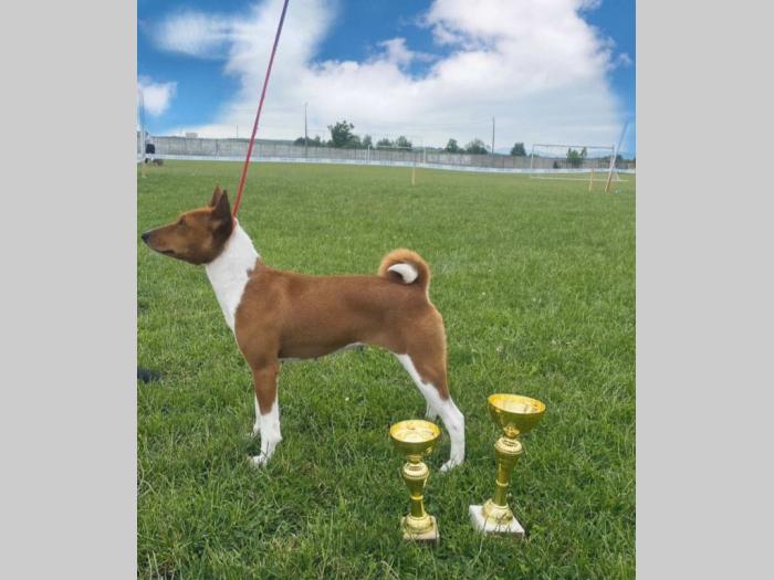 basenji top štenci besplatni mali oglasi