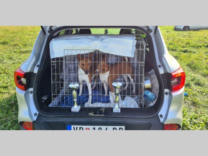 basenji top štenci besplatni mali oglasi