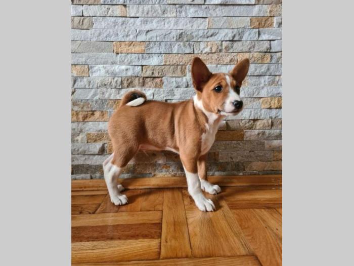 basenji top štenci besplatni mali oglasi