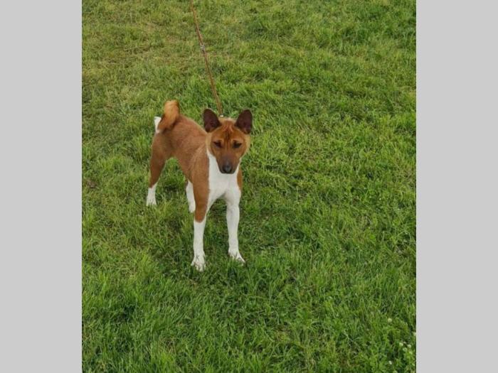 basenji top štenci besplatni mali oglasi