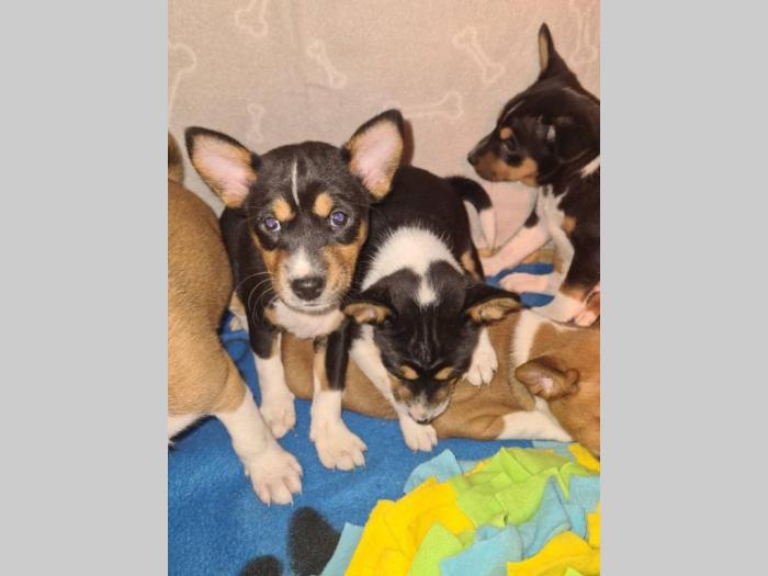 basenji top štenci besplatni mali oglasi